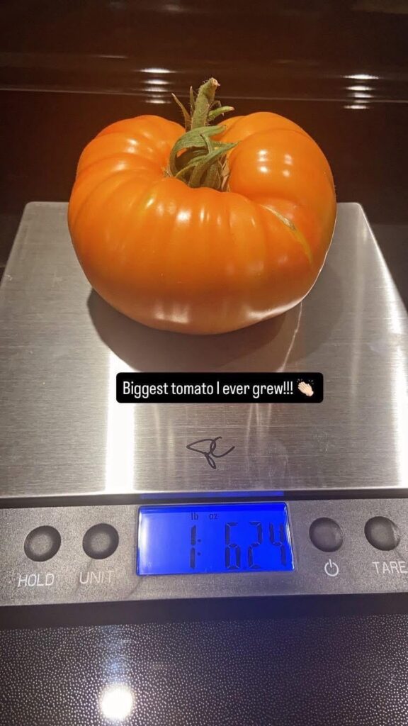 First attempt at heirlooms and got lucky!