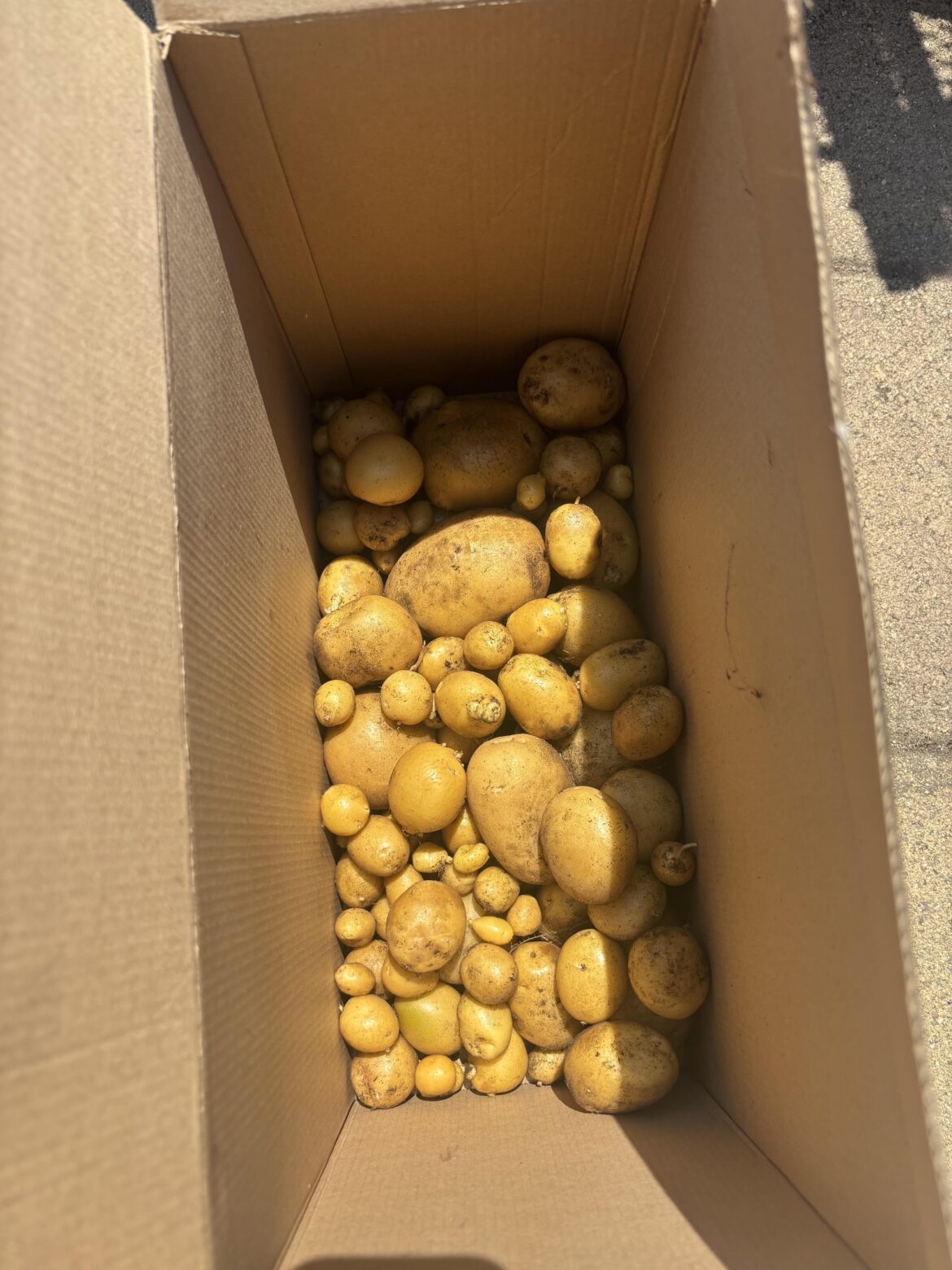 First time growing potatoes, how can I make sure they grow bigger next year?