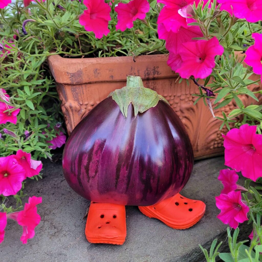 Aswad Eggplant 3