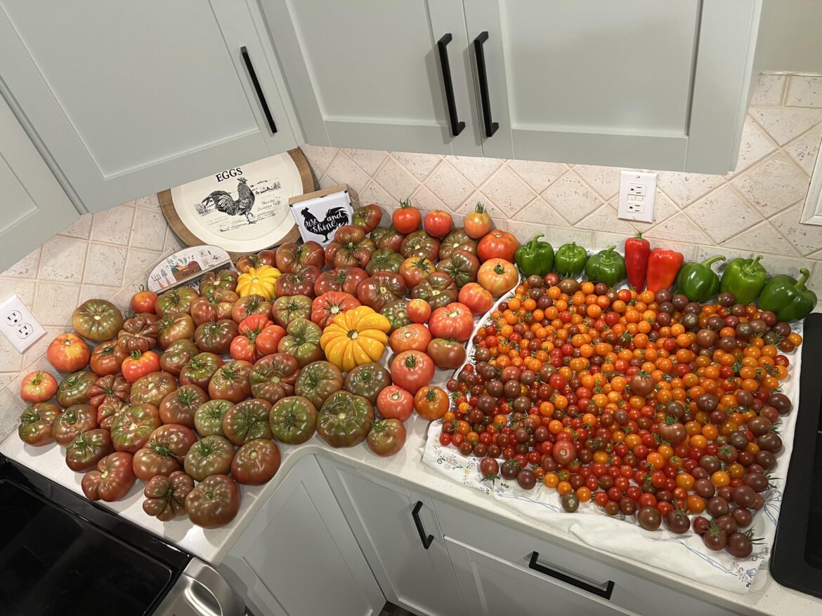 A 72lb harvest 🤌🏻