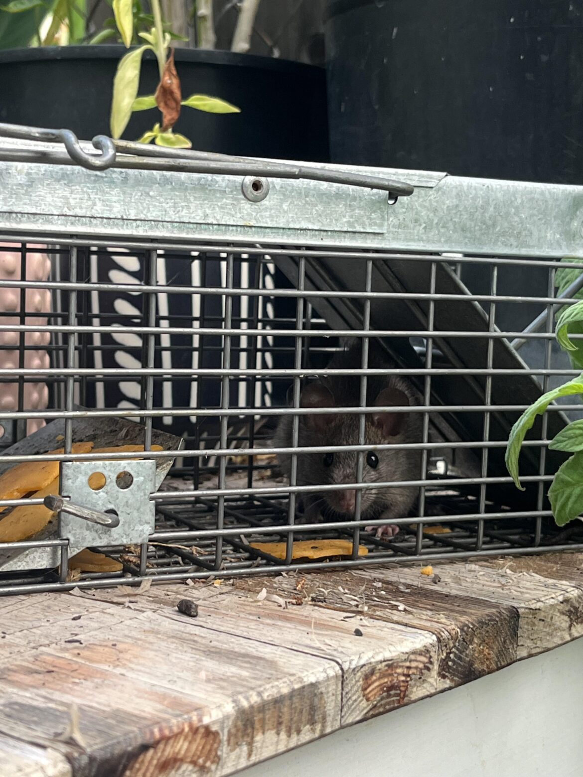 After months of struggle… I’ve finally defeated my garden pest After months of struggle… I’ve finally defeated my garden pest