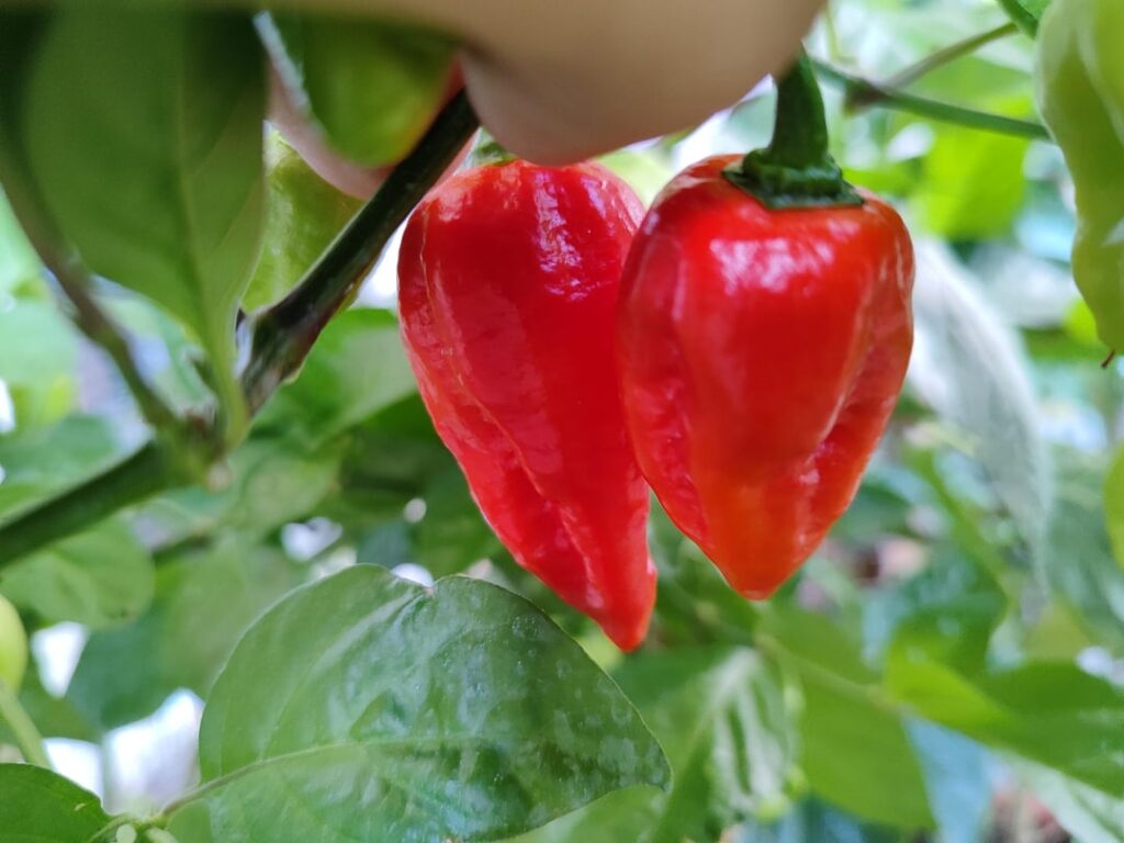 What the hell have I been growing all this time?