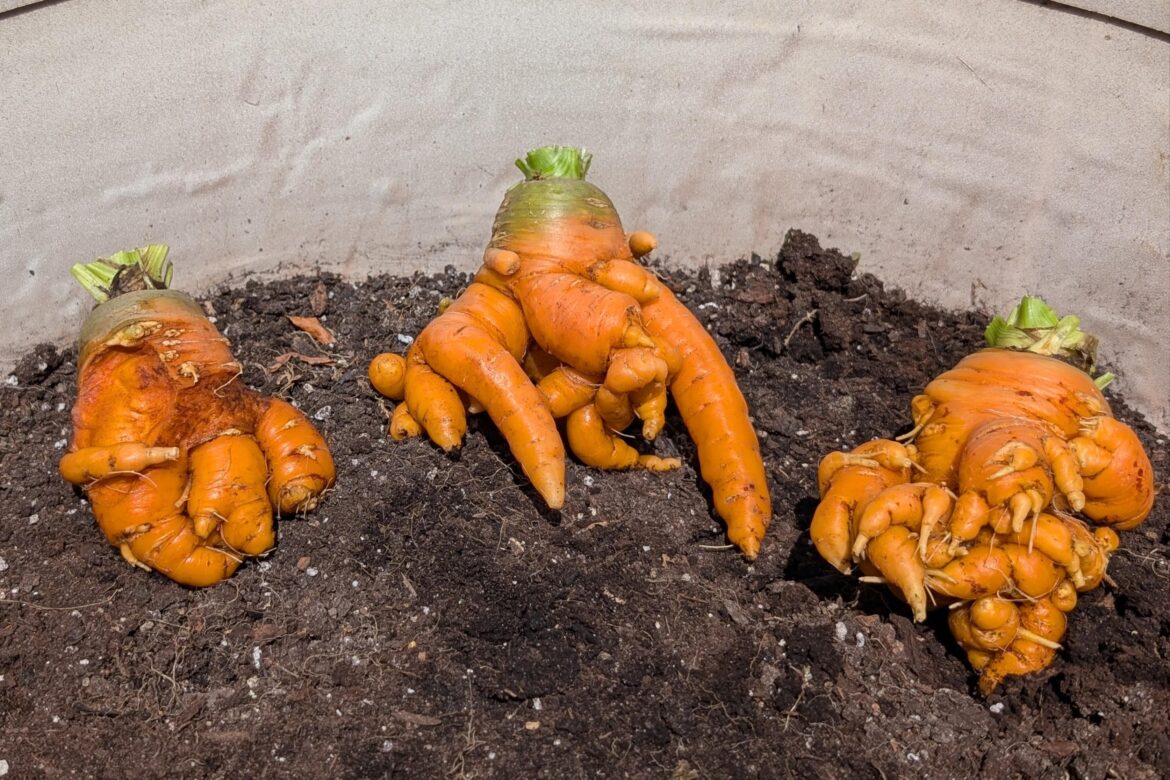 Frankencarrots