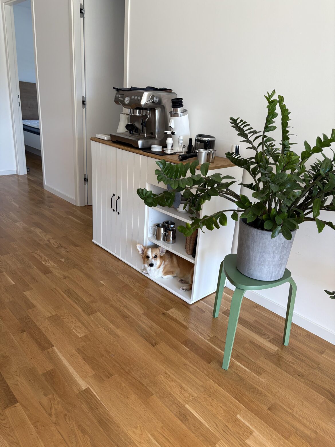 Why go to a corgi cafe when you have one at home