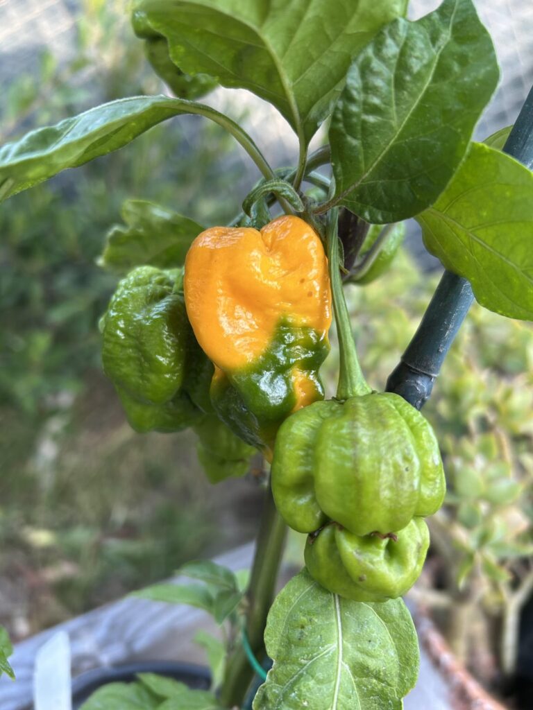 My first peppers to start ripening 😀