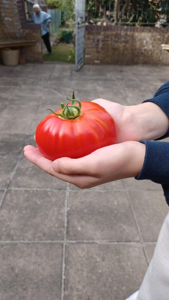 Look at this massive tomato I grew!