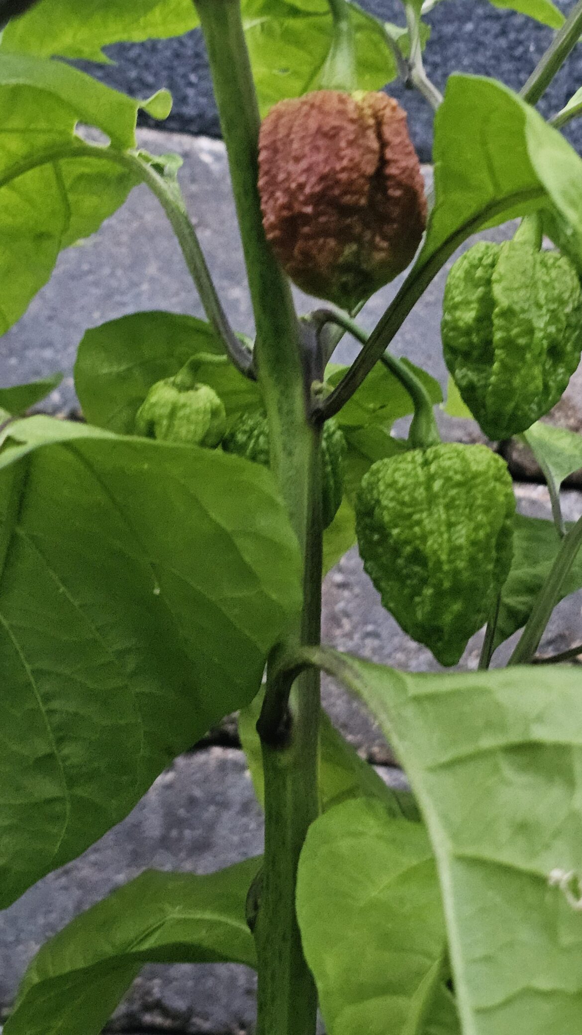 I've been waiting all summer for this plant to pop. It isnt dissapointing.