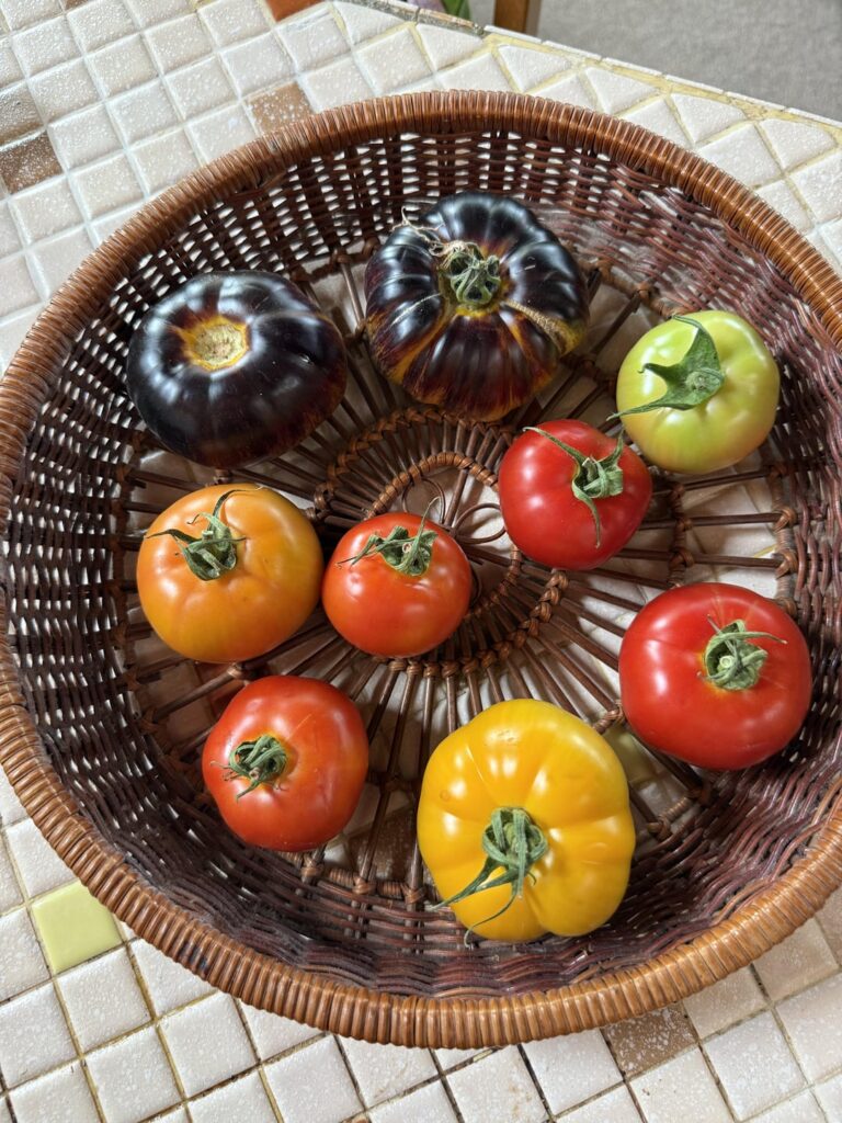 RIP to these fallen angels (blossom end rot)