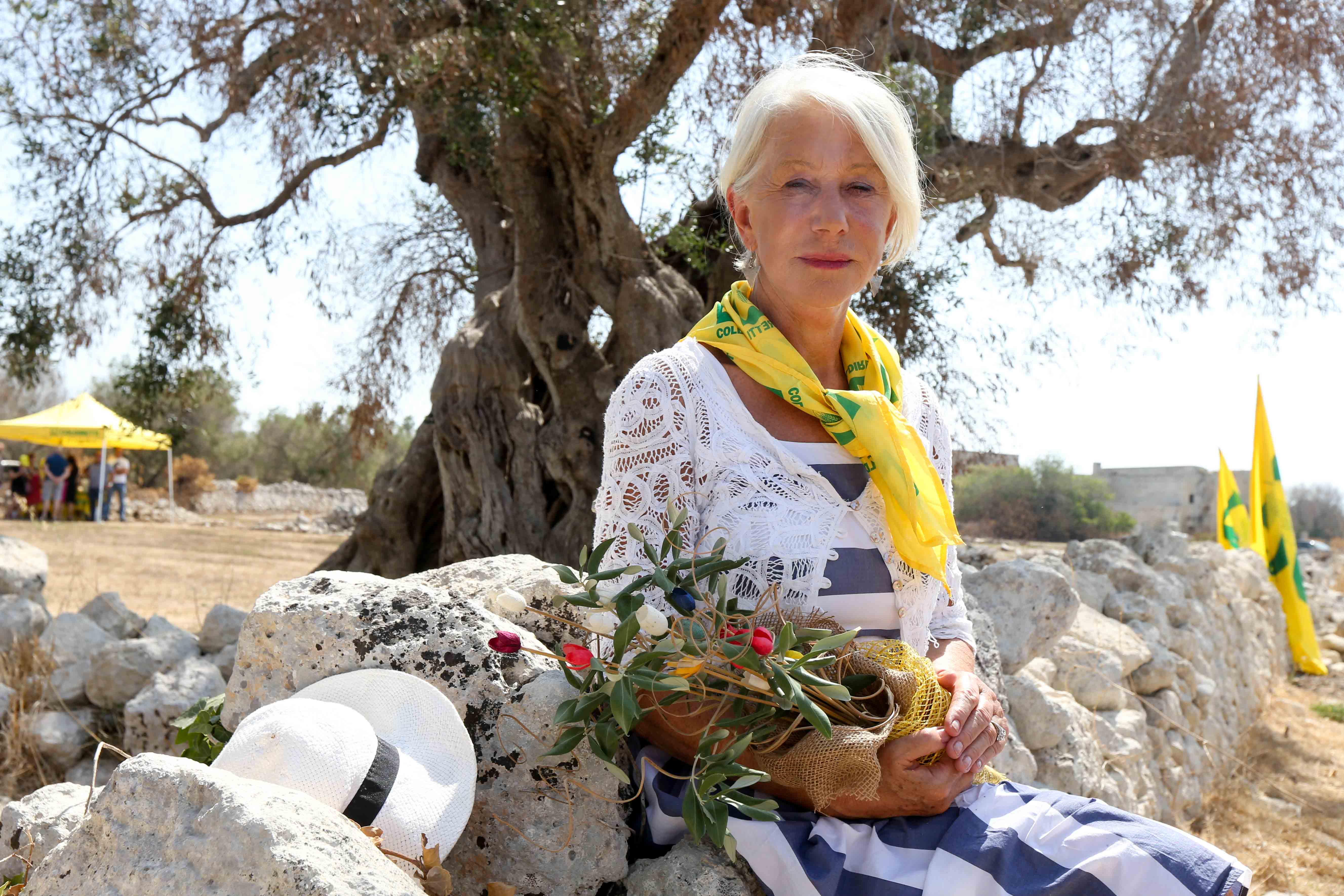 Dame Helen Mirren sits on a stone wall, holding a bouquet of olive branches, to launch a project to save Salento olive trees from Xylella fastidious disease.