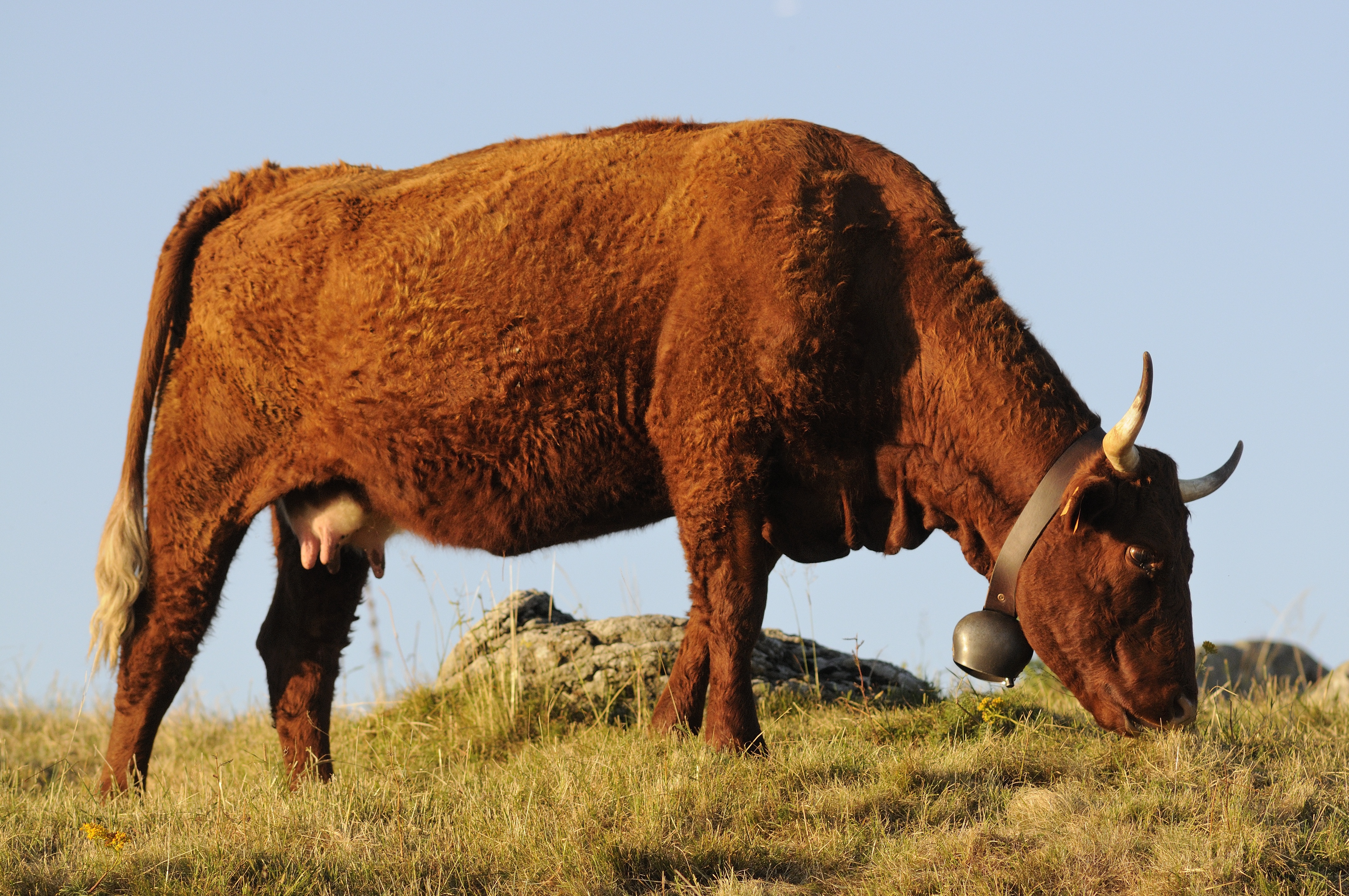 Salers cow grazing in a field.