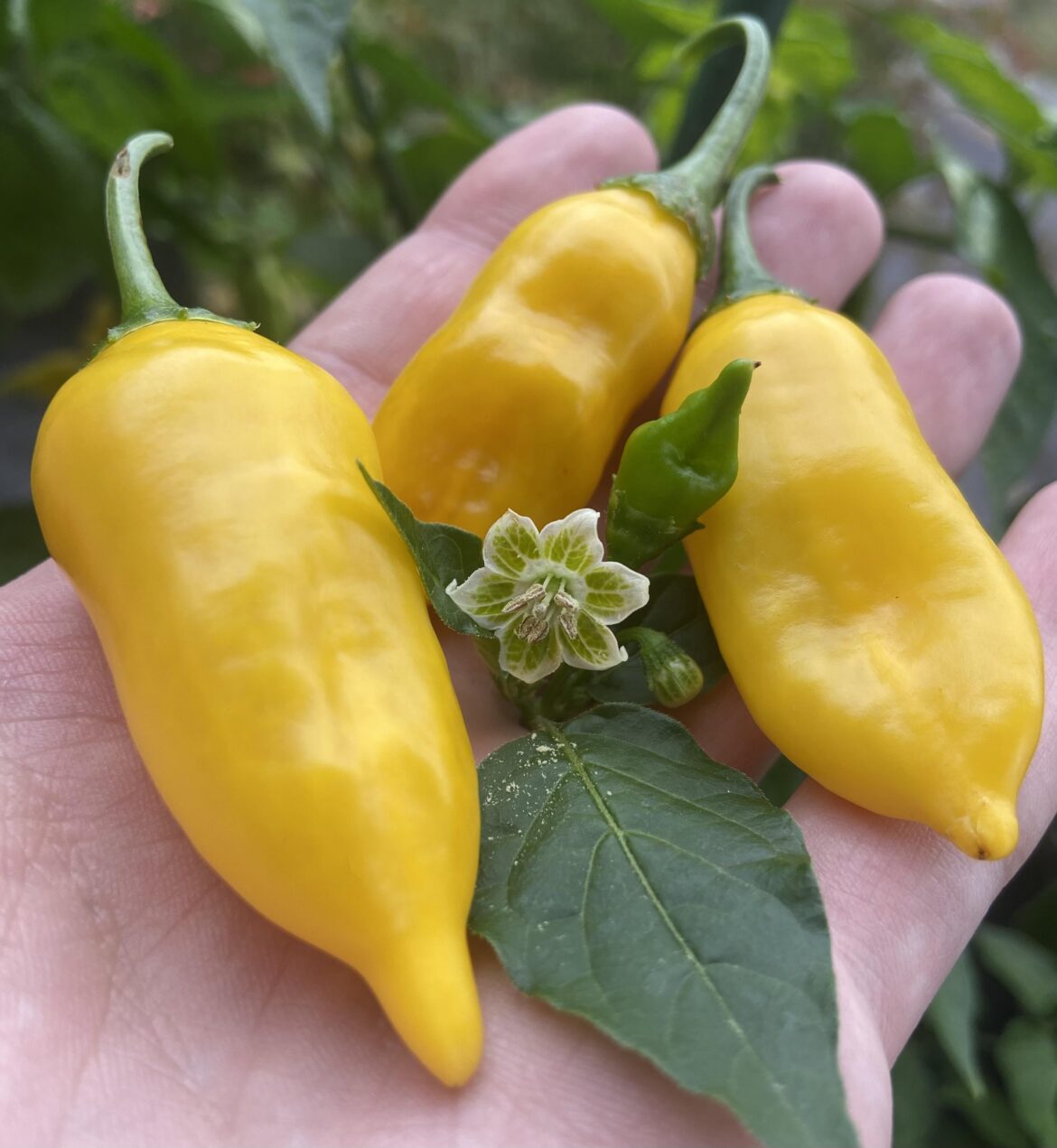 Sugar drop lemon 🍋