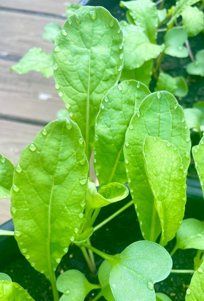 My radish leaves are looking extra beautiful this morning.