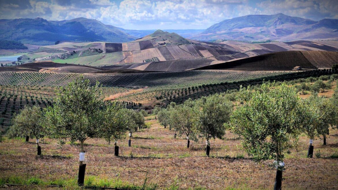 Drought and Warm Winter Lead to Sharp Decline in Sicily’s Harvest Olive Oil Times