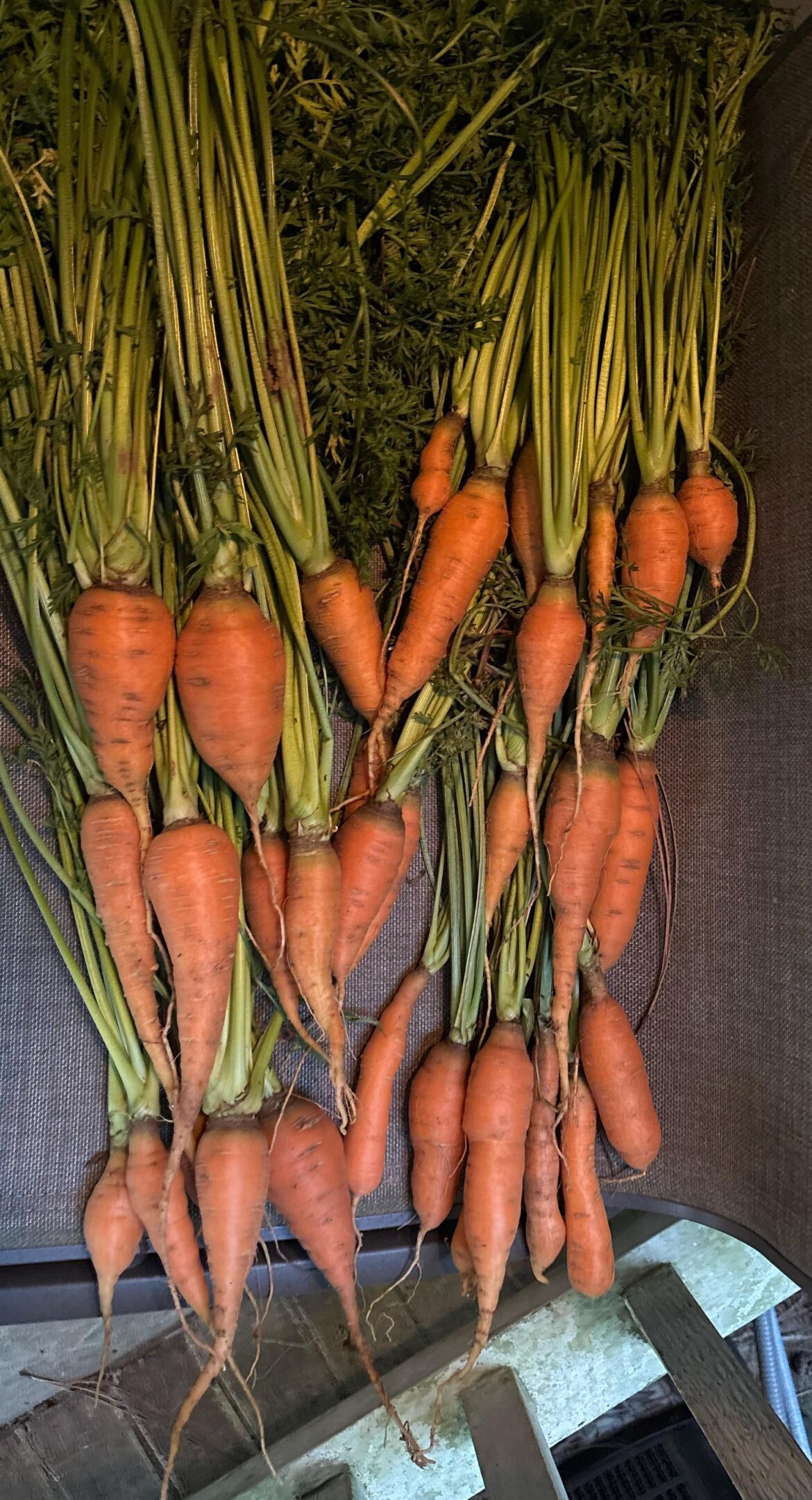 Late season carrots