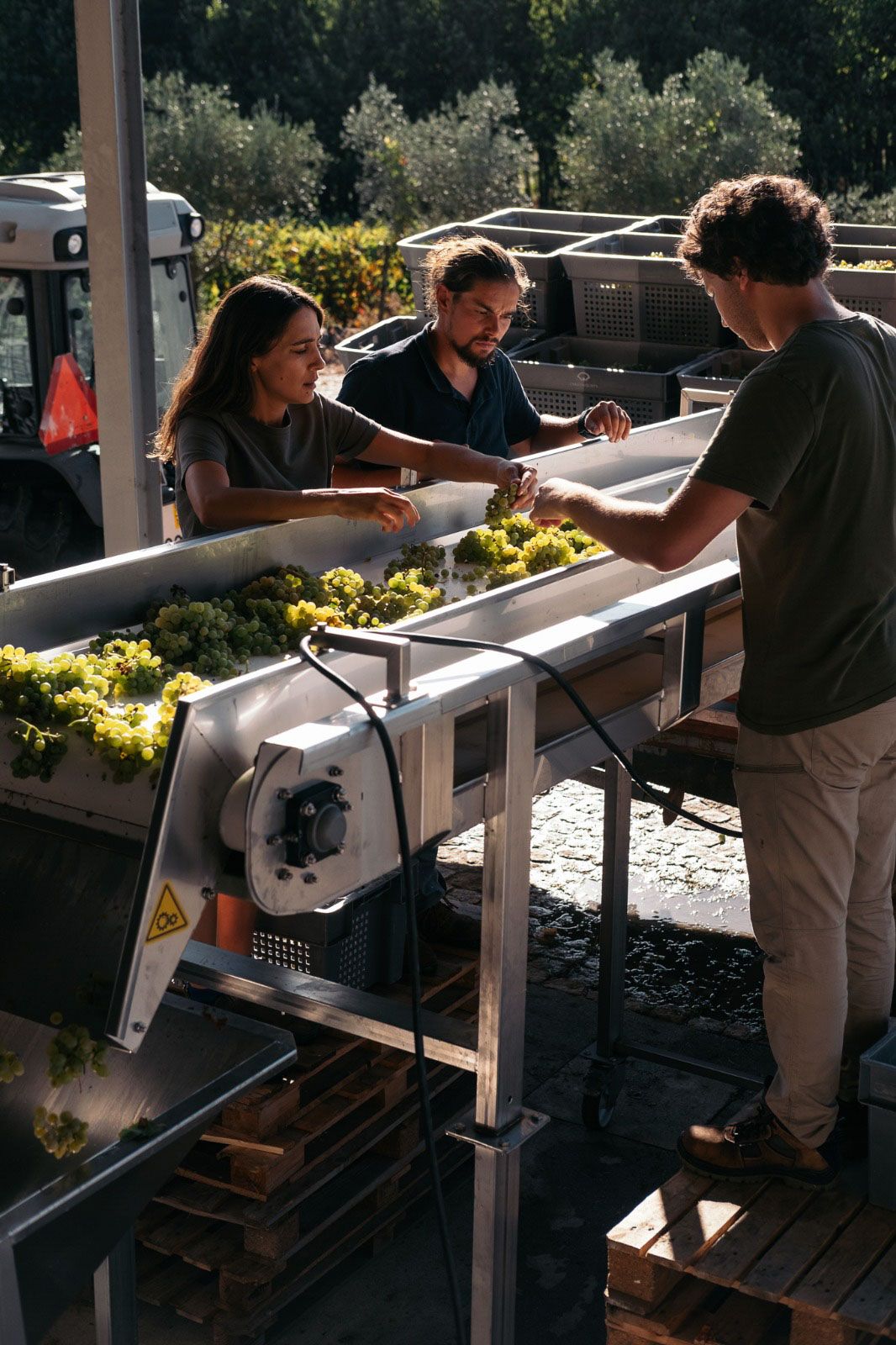 Three people standing outside next to a conveyer belt while sorting grapes