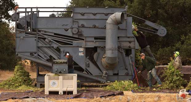 Alexander Valley Hops workers harvest hops, Thursday, August 28, 2025. (Kent Porter / The Press Democrat)