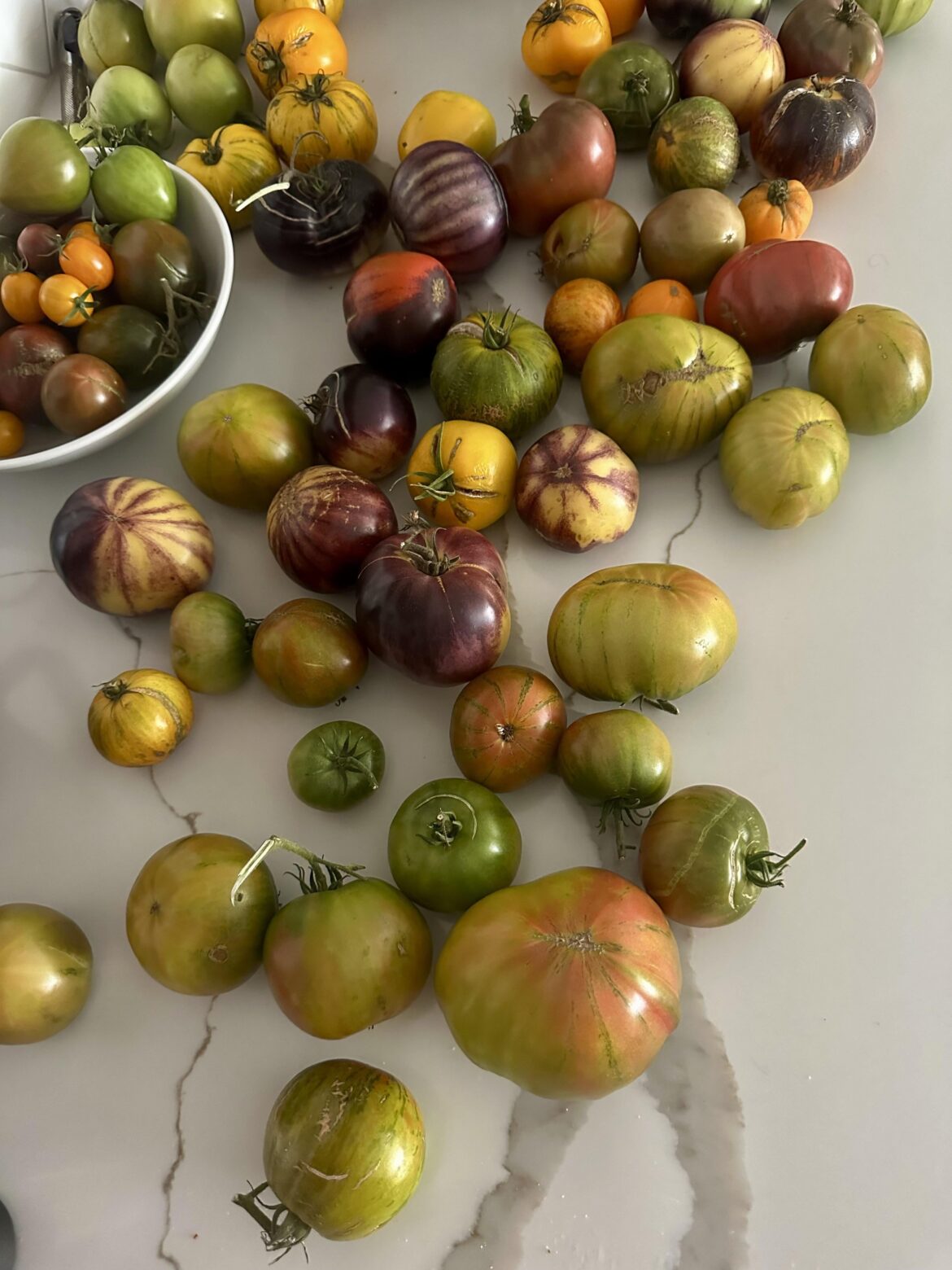 Tomatoes are rolling in Tomatoes are rolling in