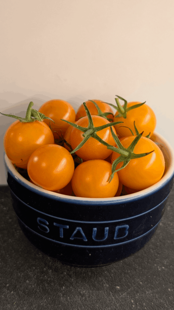 Is there a full-size Sungold equivalent? Is there a full-size Sungold equivalent?