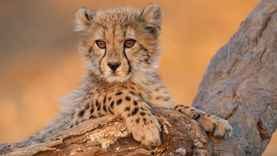 A baby cheetah. Unlike leopards, cheetahs are not part of the Big Five.