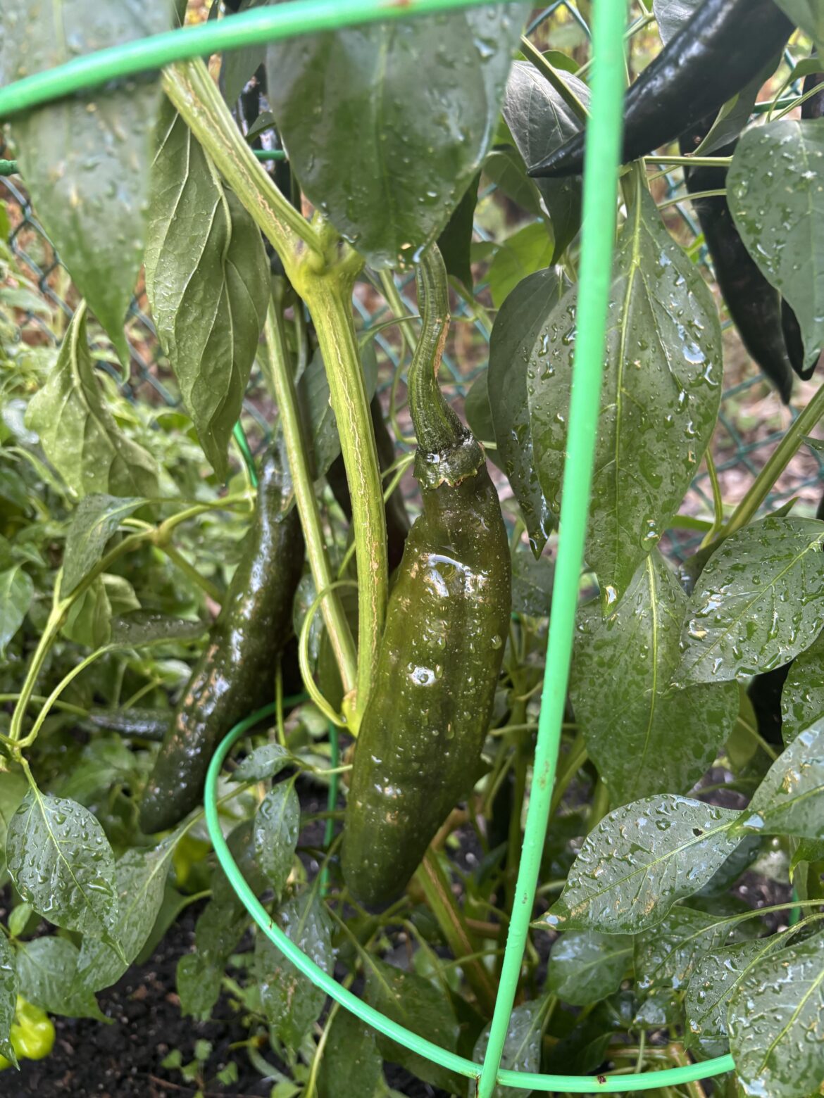 Are these ready to dry?