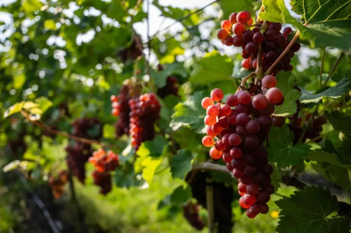 Warmer climate boosts north German vineyards, for now
