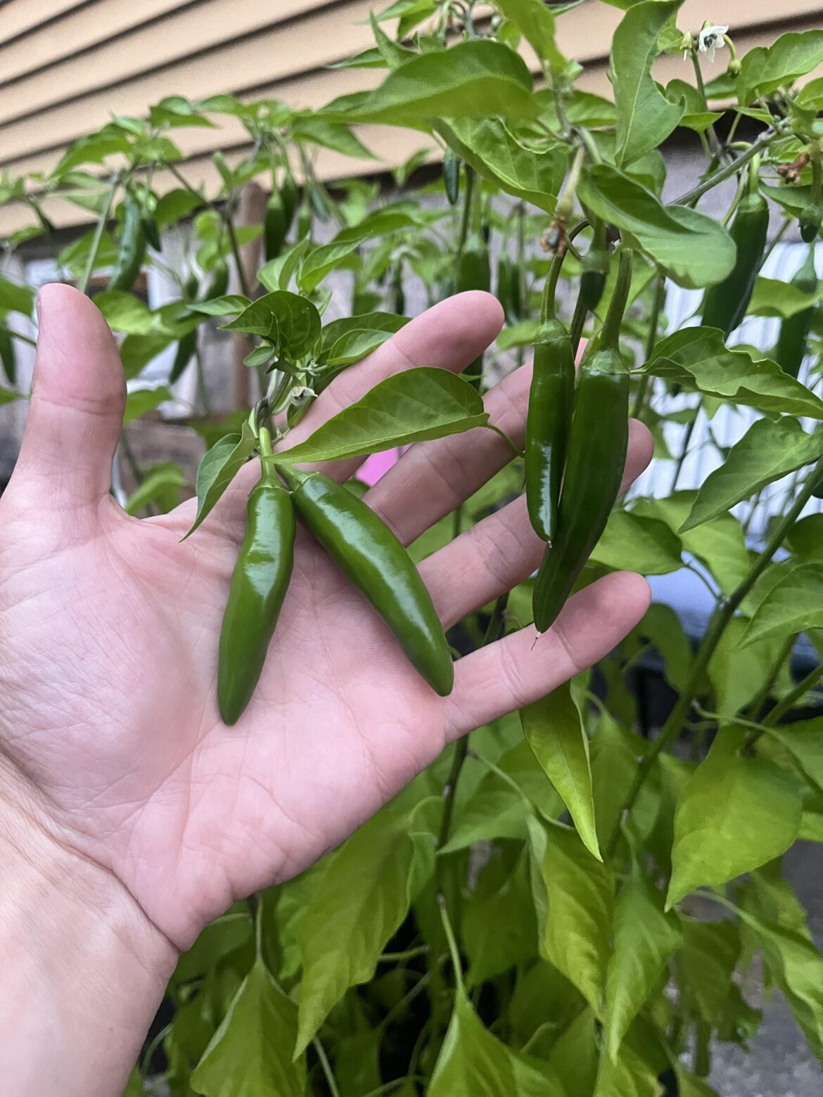 ID help. Can’t remember what seeds I bought