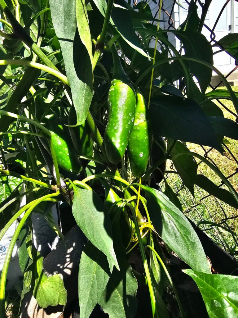 Jalapenos coming along