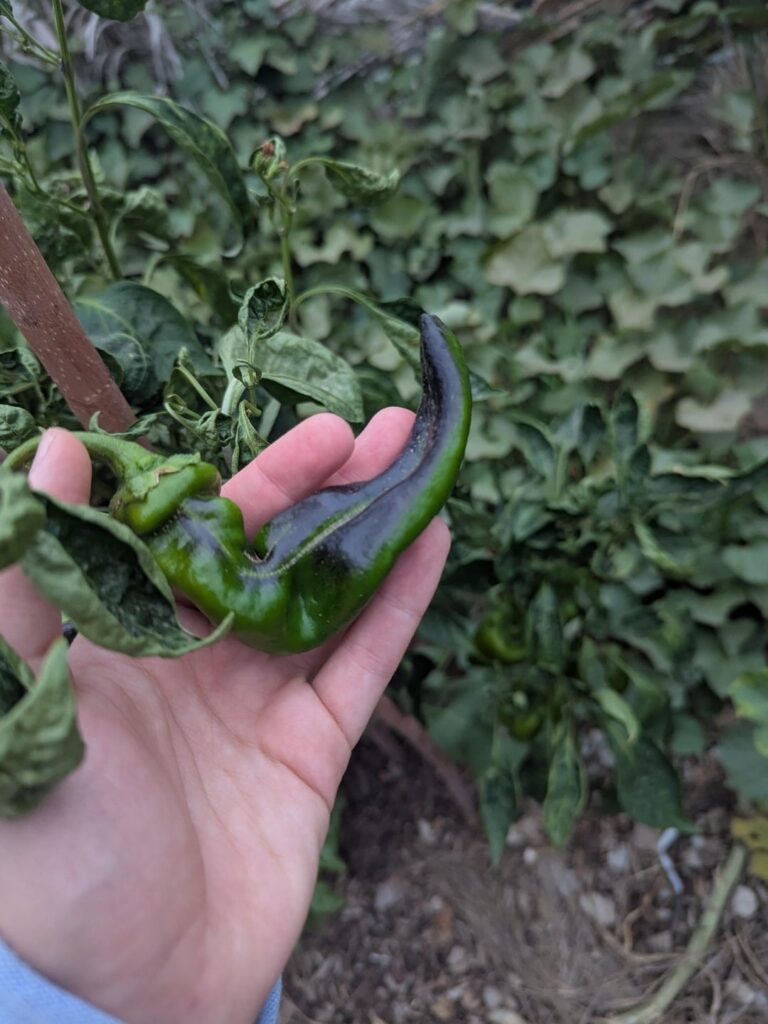 Will these peppers turn red after turning this dark color?