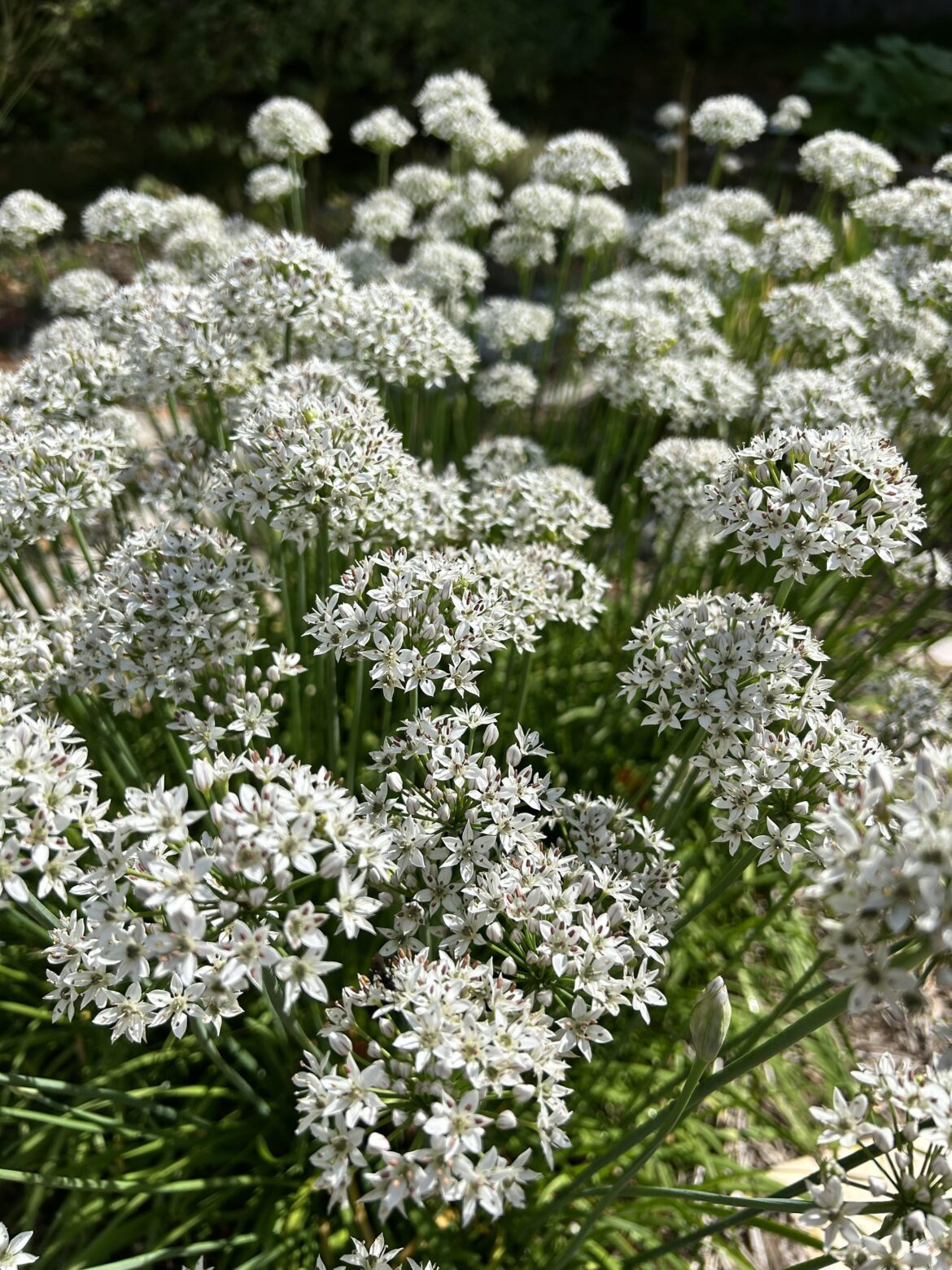 Alliums also have some of the best flowers. These are my garlic chives.