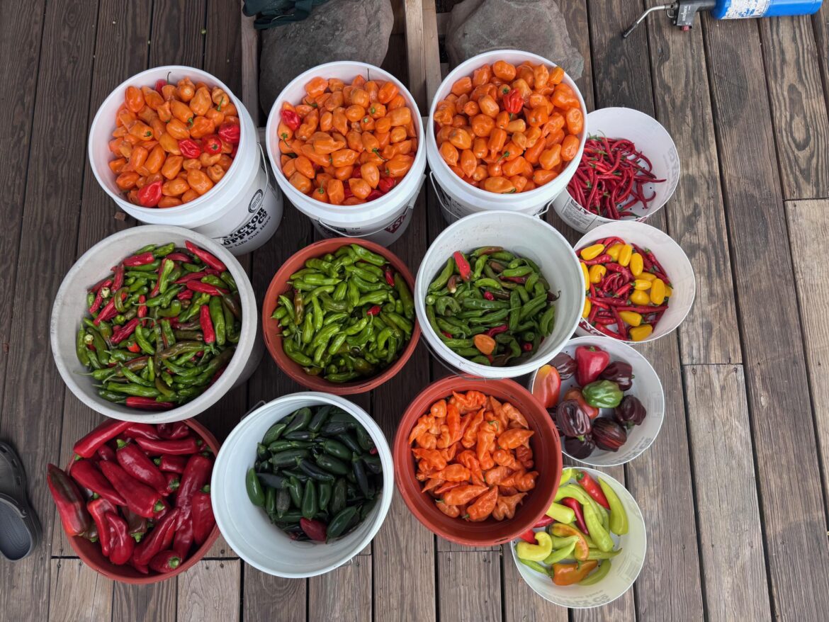 I grew too many peppers!  Got any pepper recipes?  A means to preserve them other than sauce and pickling?