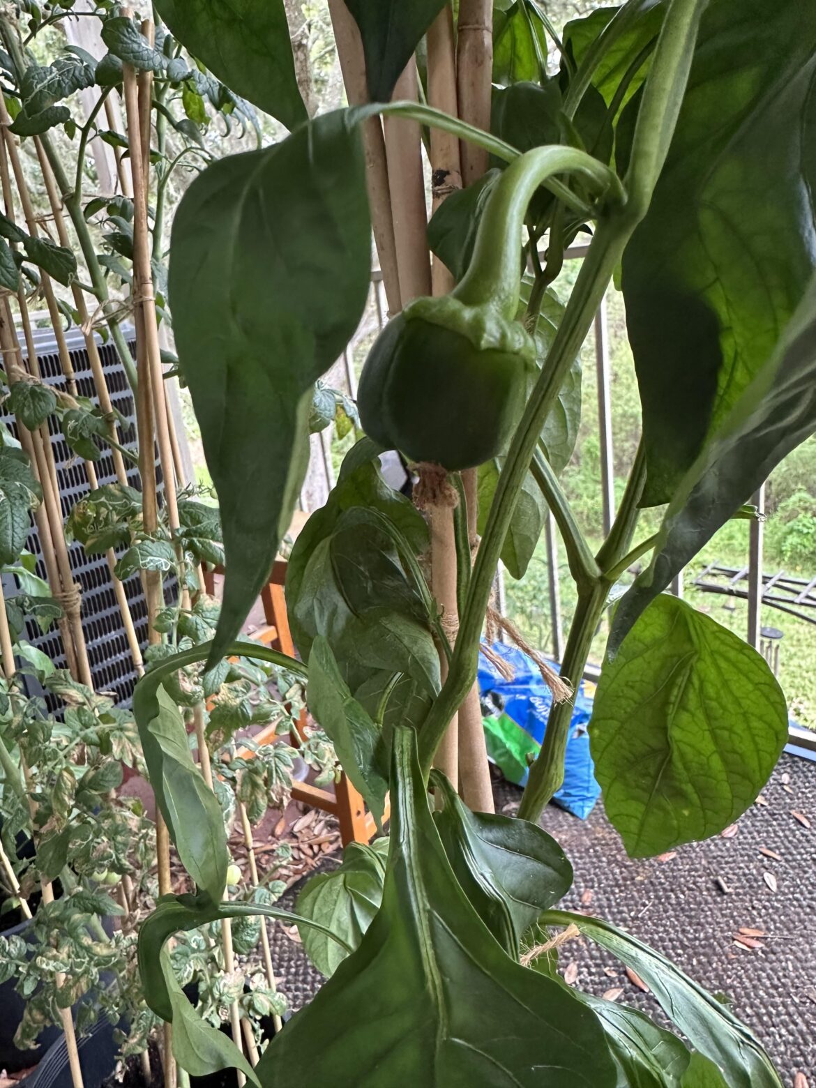 My first bell pepper is finally getting bigger!