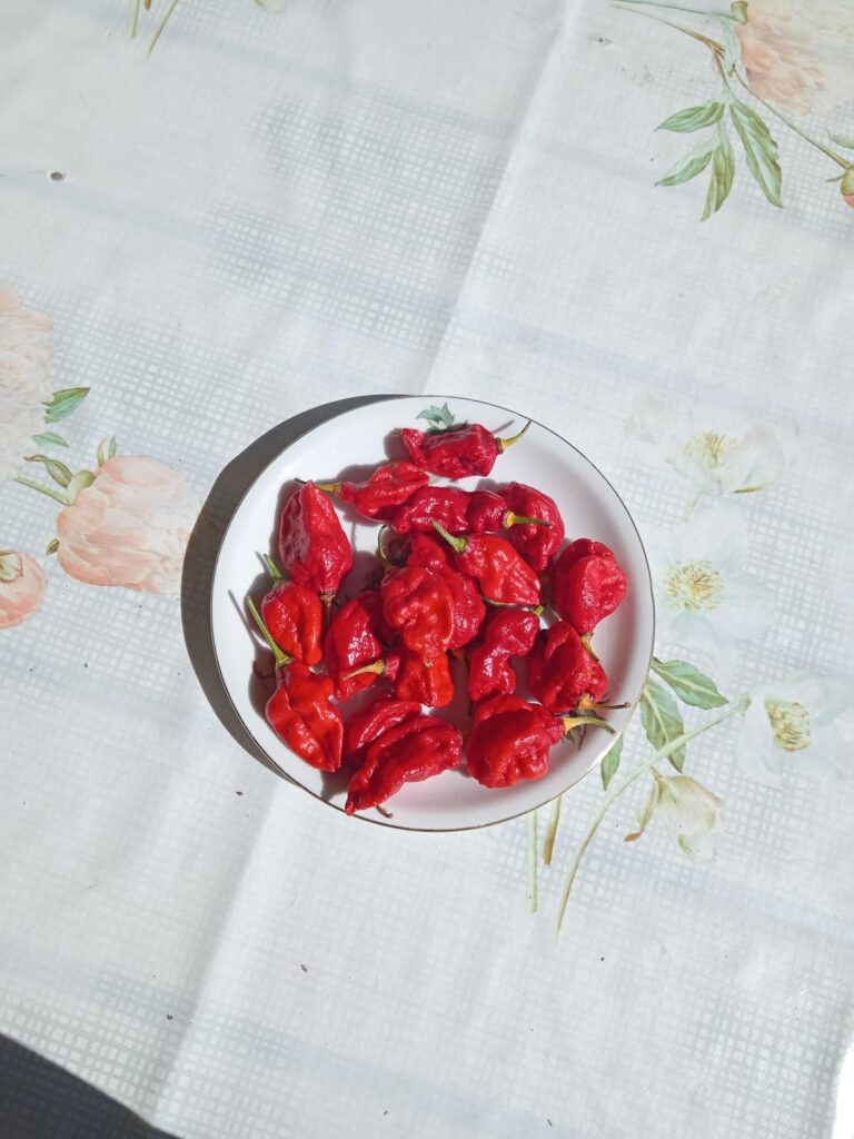 My first Carolina Reaper Harvest!