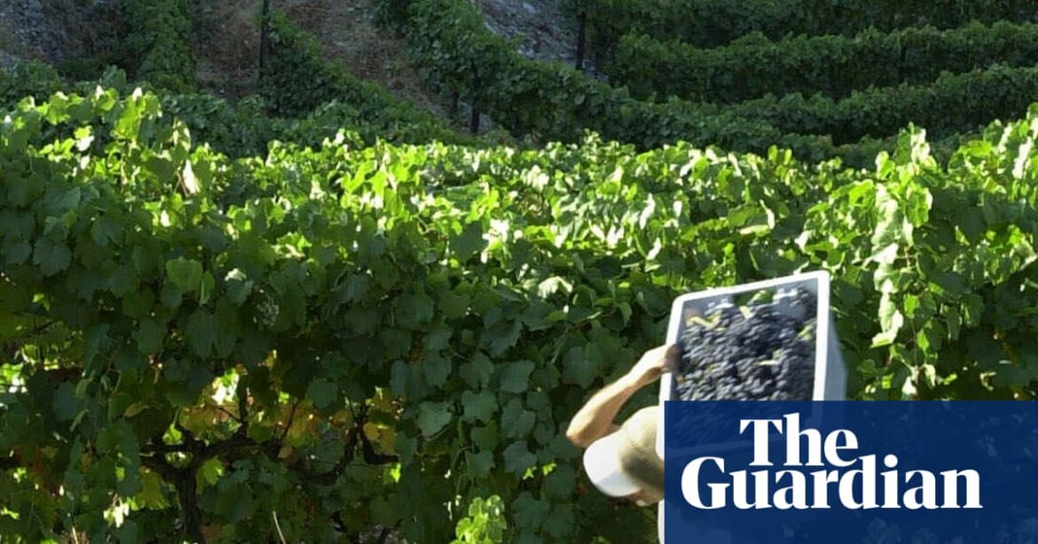 Why Portuguese red blends fly off the shelves | Wine Why Portuguese red blends fly off the shelves | Wine