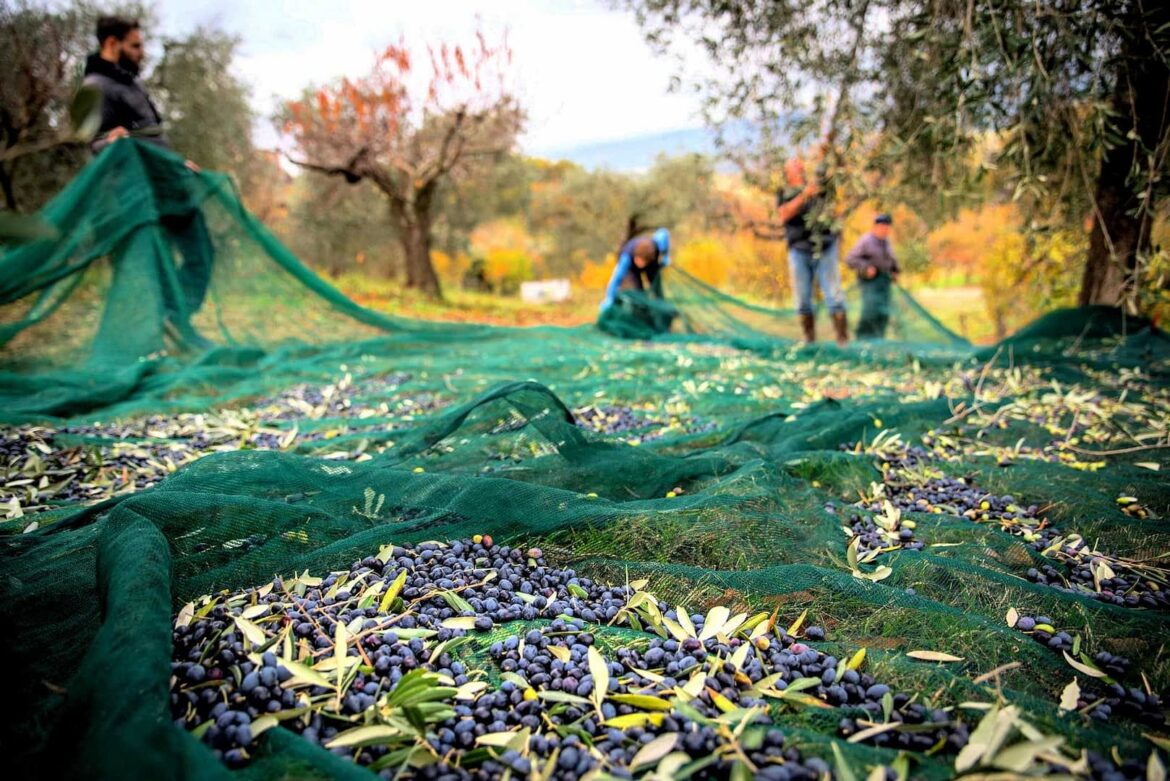 New CAP Provides Plenty of Opportunities for Italian Olive Growers Olive Oil Times