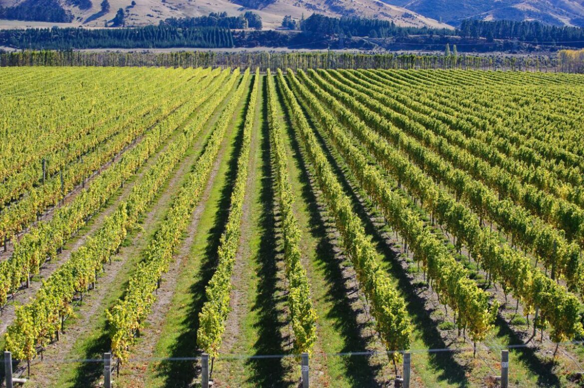 New Zealand’s Wine Industry Braces for Tough Year as US Tariffs Bite New Zealand's Wine Industry Braces for Tough Year as US Tariffs Bite