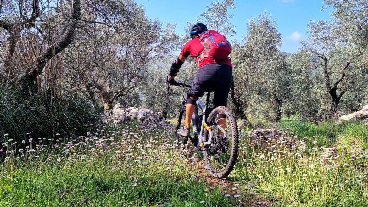 The Rise of Cycling in Italian Olive Groves Olive Oil Times