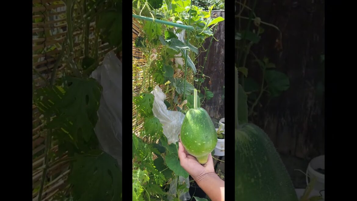 ✅ “Vegetable Gardening Harvest | Lau (Bottle Gourd)” #garden #gardening