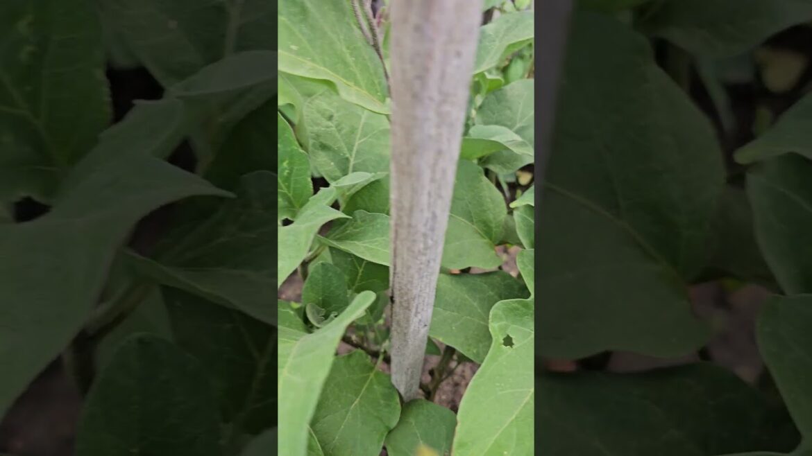 Omg dami na nanam! #garden #gardening #vegetablegarden #vegetables #healthy #eggplant
