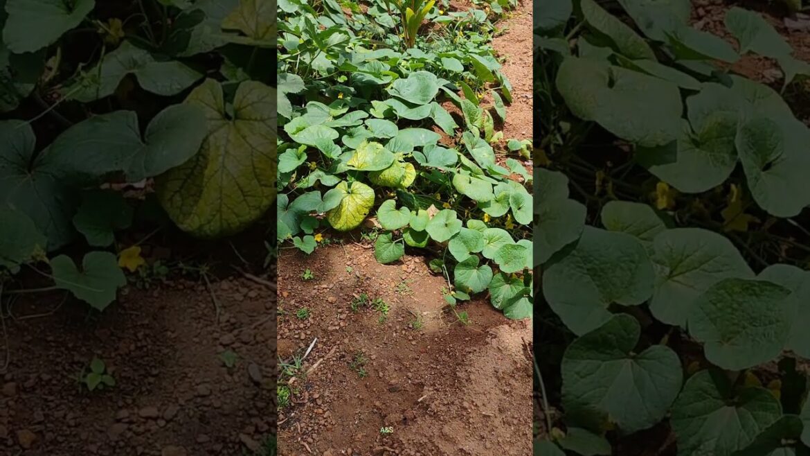 Cucumber garden/gardening/ vegetable garden/ harvesting #viral #shorts #gardening #harvesting