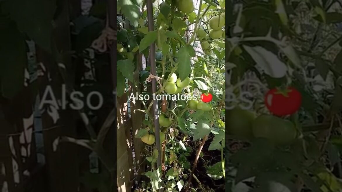 grow your own vegetables at home. vegetable garden at home. সবজি চাষ/ বাংলাদেশি সবজি বাগানে জন্মান