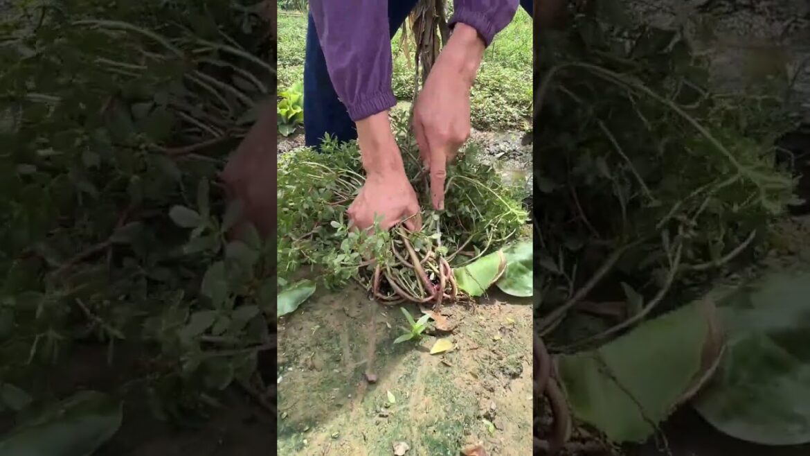 야채를 자르다 #farming #enjoyrurallife #naturerurallife #rurallife #vegetables #garden #rogator #short