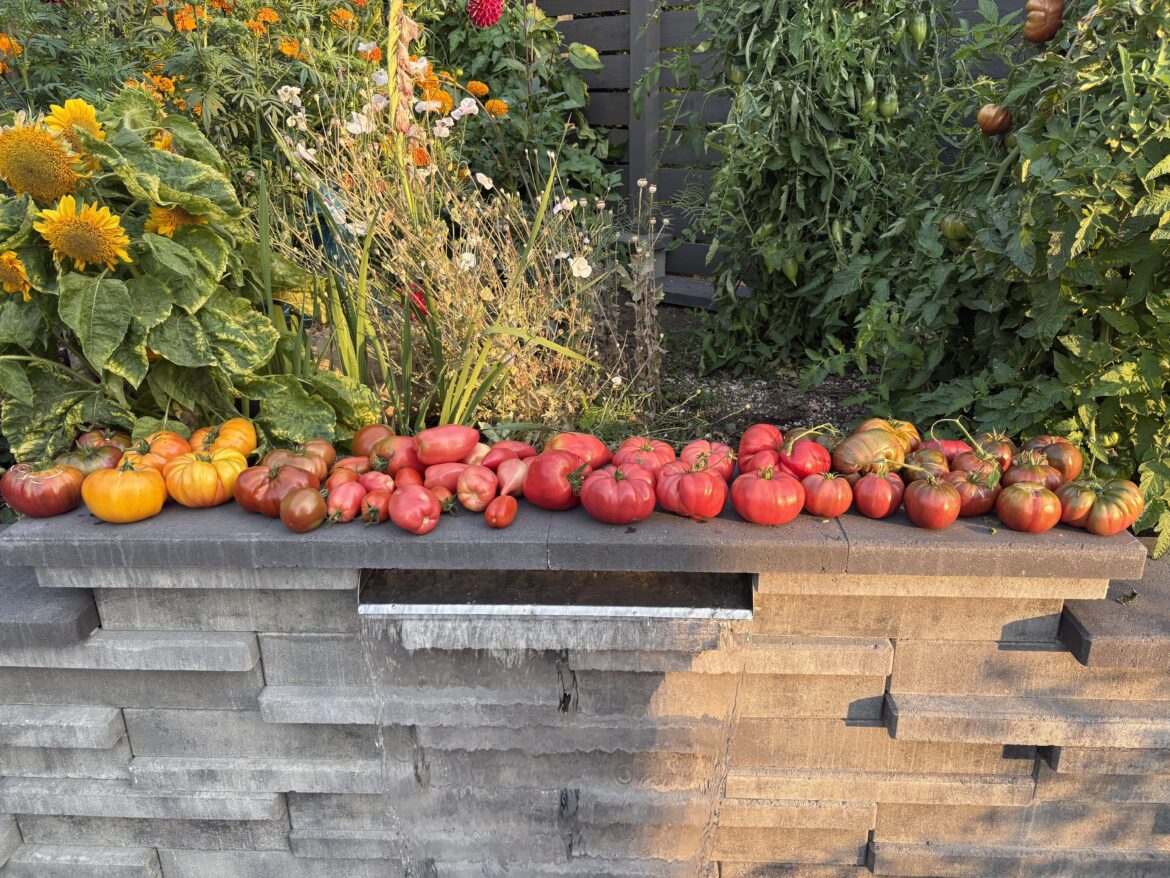 I love a good harvest