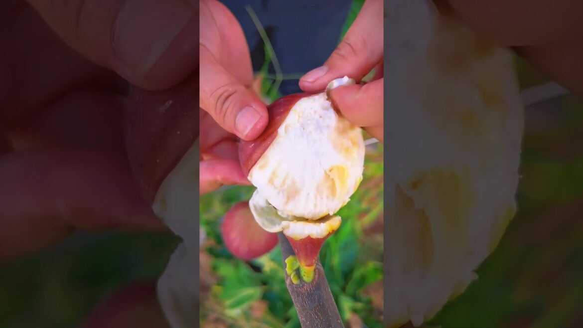 Slicing into a PERFECTLY ripe fig!