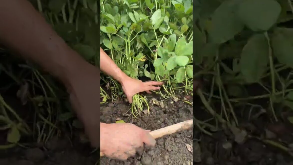 야채를 자르다 #farming #enjoyrurallife #naturerurallife #rurallife #vegetables #garden #rogator #short