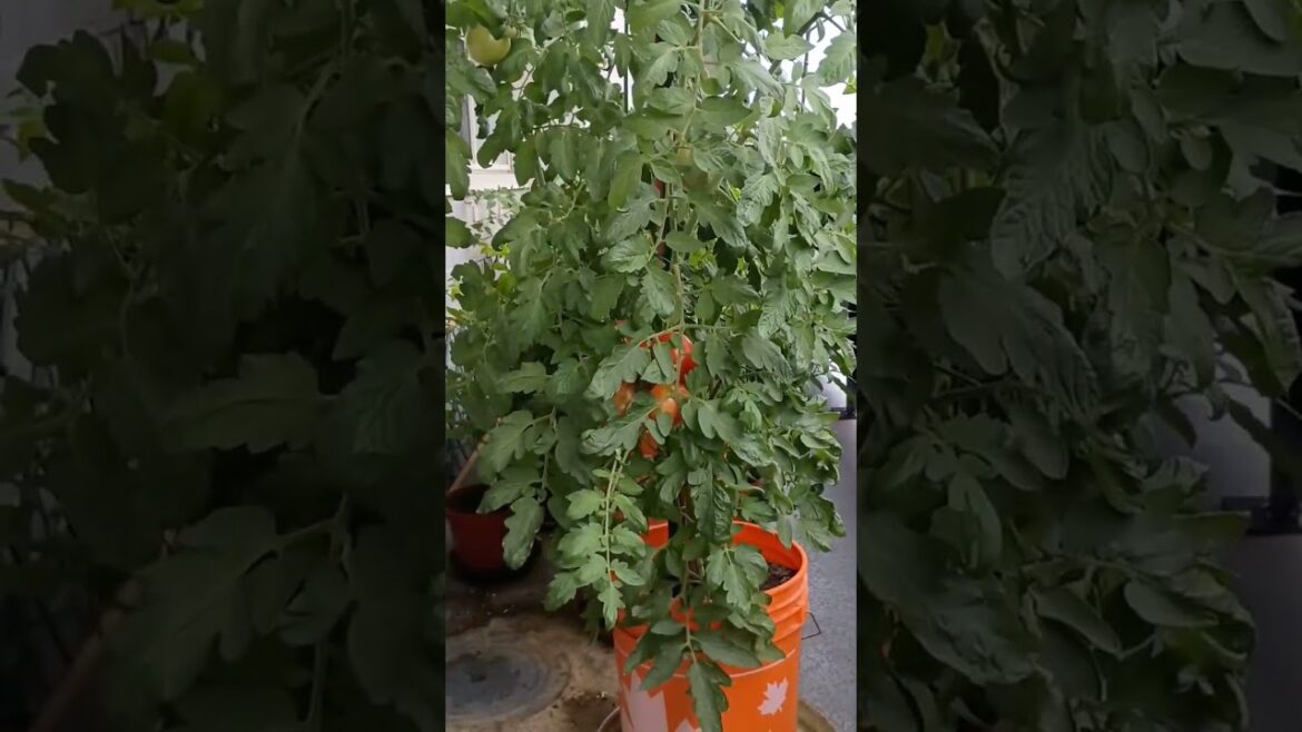 Siletz tomato in a container  #tomato #tomatovarieties #gardening #determinate #heirloomtomatoes