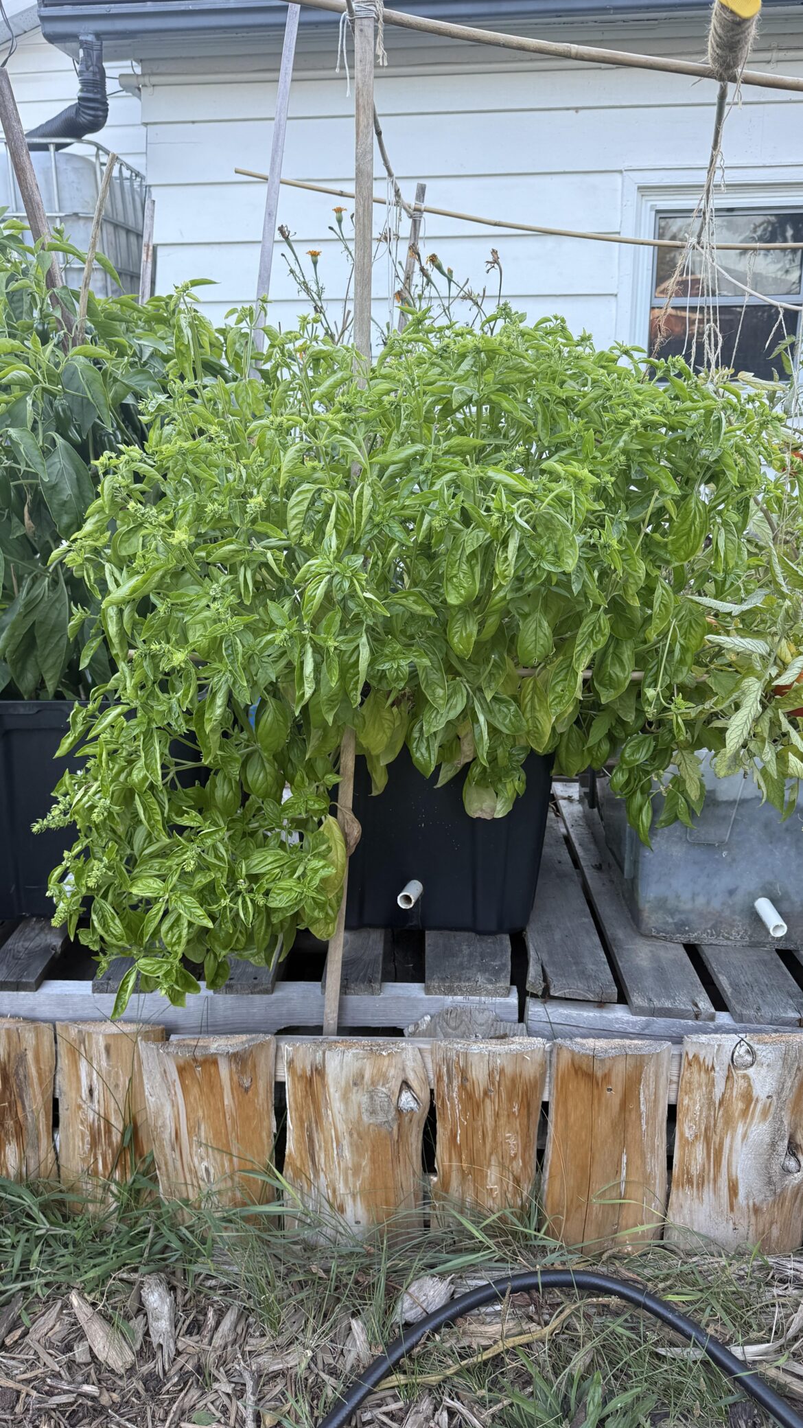 Shoutout to companion the Basil