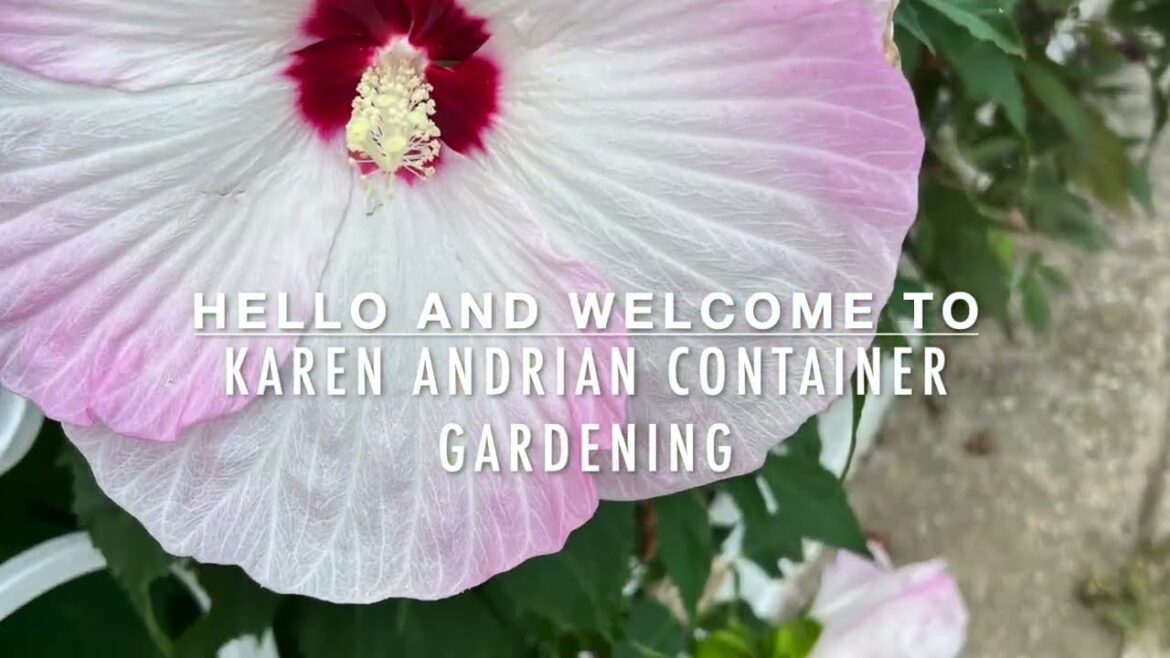 A Wonderful Harvesting Day In My Container Vegetable Garden