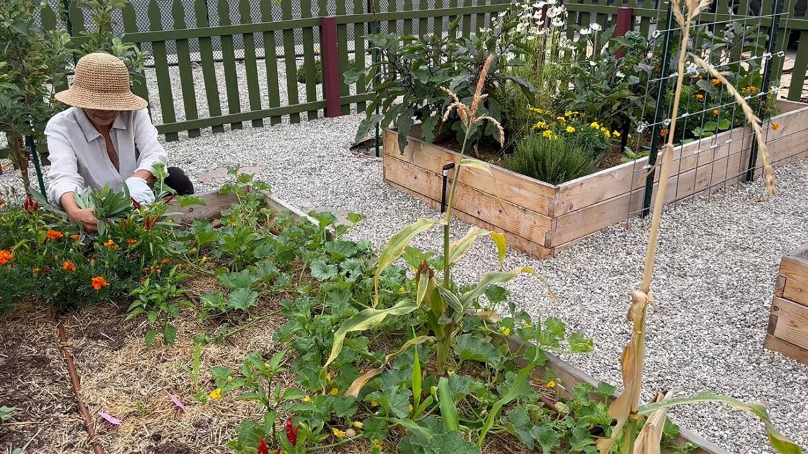 What’s Growing in Our Raised Bed Garden? | Vegetable Garden Tour