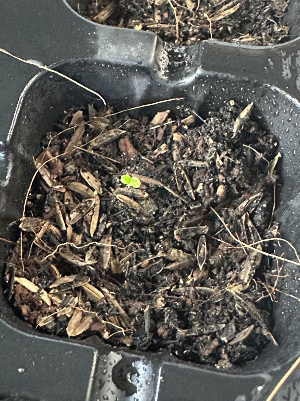 Have my seeds finally sprouted? Or am I growing weeds. Have my seeds finally sprouted? Or am I growing weeds.