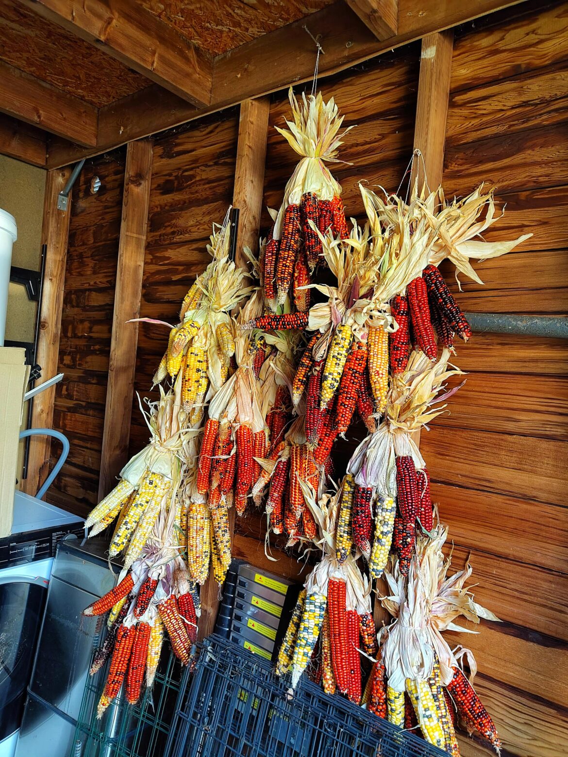 Start of the flour corn harvest!